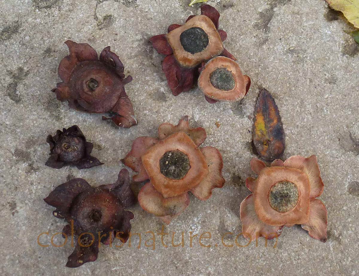 Portrait Corinne Pras — atelier COLORis NATURE n°1