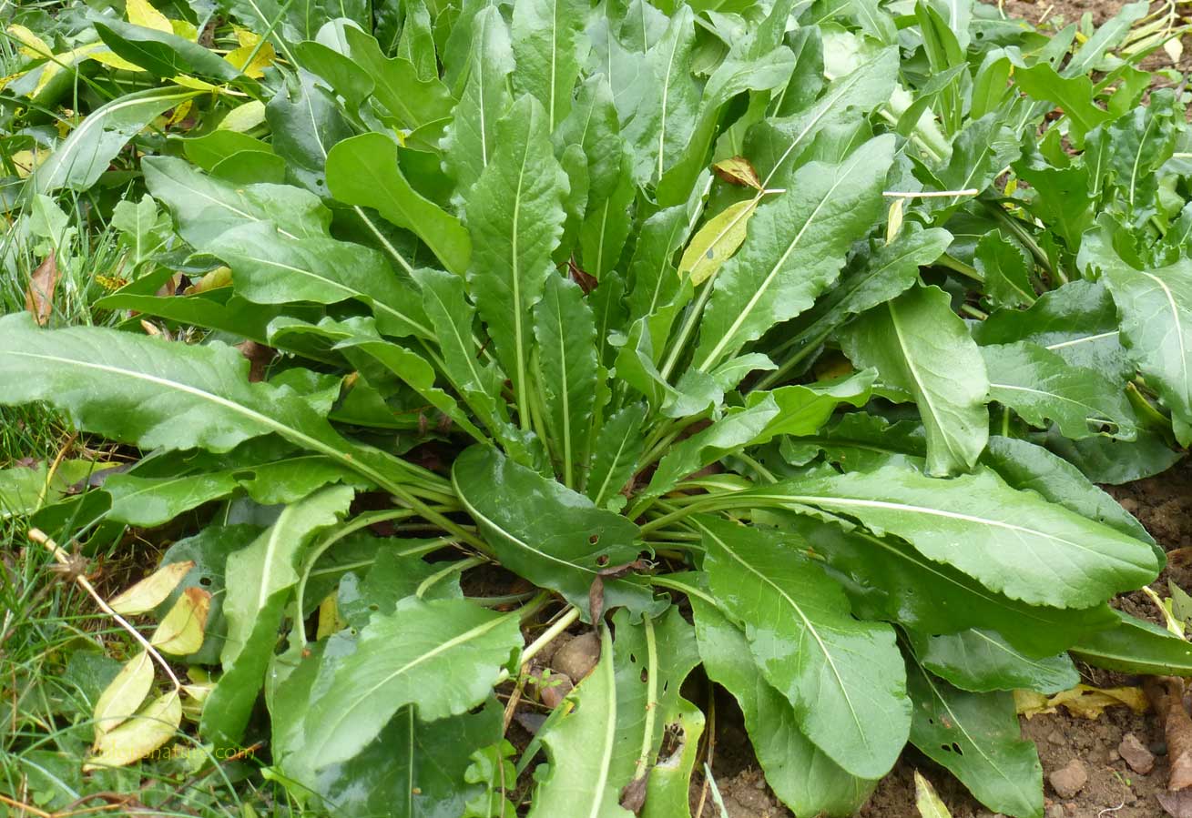 Plant de pastel